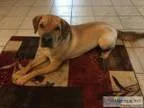 Loving Labrador and Shar Pei Mixed Dog