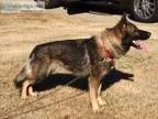 German Shepherd Male Power House Breeding