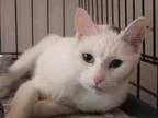 Adopt ROMANA a White (Mostly) Domestic Mediumhair  Mixed (medium