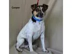 Adopt Chance a Jack Russell Terrier  Mixed dog in Alpharetta GA 