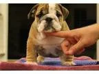 Kogdfg English Bulldog Puppies For Sale