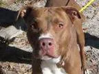 Adopt Dexter a Pit Bull Terrier