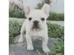 Mwioiuf French Bulldogs puppies to rehome