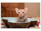 oiek lovely sphynx kittens