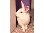Adopt Shiro a White OtherUnknown  Mixed (medium coat) rabbit in 