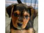 Adopt Rose a Black - with Tan Yellow or Fawn Beagle Rottweiler