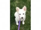 Adopt Avery a White American Eskimo Dog Mixed dog in Sugar Grov
