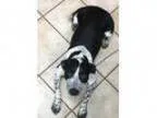 Adopt Zipper a Cattle Dog