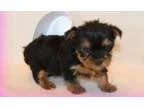 Kikayjies Teacup Yorkie Puppies Now Ready To