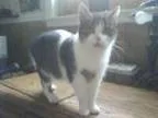 Adopt Melanie a Tabby - Grey