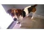 Adopt Troy a Beagle