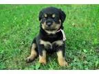 Lkskksk Rottweilers puppies