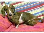 Adopt Annie-Bonded to Abbie-Adoption Pending a Dachshund
