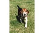 Adopt Lois- Fostered in St. Louis MO a Beagle