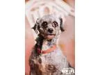 Adopt Sabrina a GrayBlueSilverSal t and Pepper Toy Poodle  Mixed