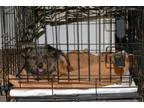 Adopt Herbie a Dachshund