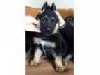 Gener German Shepherd puppies for adoption