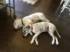 Adopt Alex and Willow a Brindle - with White Boxer  Labrador Ret