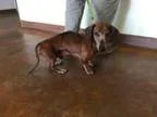 Adopt Edwin a Dachshund