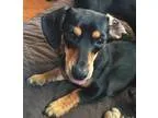 Adopt Abigail a Dachshund