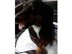 Adopt Lottie a Dachshund