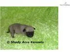 AKC Tator-GA- We offer delivery