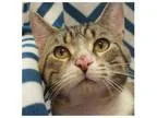 Adopt Vince a Tabby