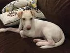 Adopt Thurston a TanYellowFawn Labrador Retriever  Terrier (Unkn