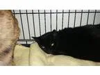 Adopt Mia Love a Domestic Shorthair  Mixed (short coat) cat in W