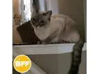 Adopt Jersey a Tan or Fawn (Mostly) Siamese (short coat) cat in 