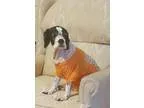 Adopt Pepper Ann a White - with Black Cocker Spaniel  Mixed dog 
