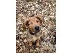 Adopt Angus a Catahoula Leopard Dog German Shepherd Dog