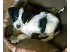 Adopt Aren a White - with Black Australian Shepherd  Mixed dog i