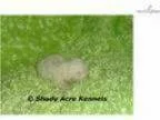 AKC Starky-GA- We offer delivery