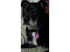 Adopt Midnight a Black - with White Labrador Retriever  Mixed do