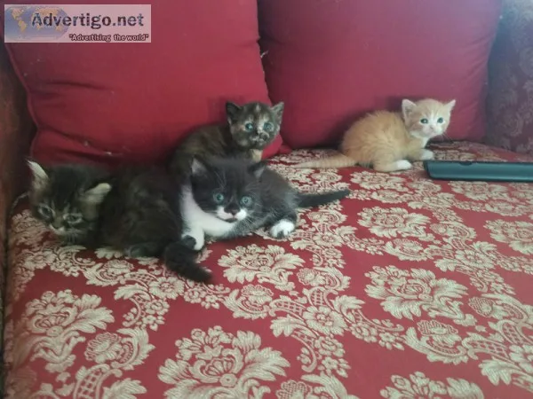 Persian Kittens