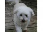 Adopt Baby ADOPTION PENDING a Bichon Frise