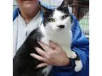 Adopt Chaplin a Tuxedo