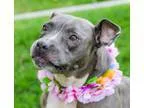 Adopt ANNIE BELLA a GraySilverSalt and Pepper - with White Staff