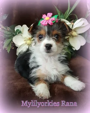 Parti Yorkshire Terrier Yorkie