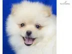 Watch my video &quotKid Proof&quot Skippy  AKC