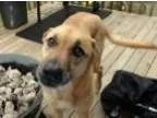 Adopt SHILOH (PIERCE CO.) Beautiful sweet trained girl a German 