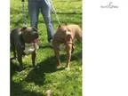 Adopt Gia a Boxer Pit Bull Terrier
