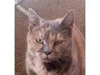 Adopt Paige a Dilute Tortoiseshell
