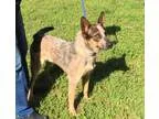 Adopt Ranger a Australian Cattle Dog (Blue Heeler)