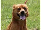 Adopt Jordan CT a Cattle Dog Beagle