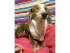 Adopt Abbie-Bonded to Annie -Adoption Pending a Dachshund