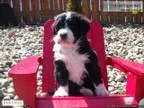 Bernadoodle (BernesePoodle) Puppy for Sale