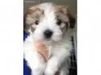 Coton Girl