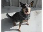 Adopt Lady a Australian Cattle Dog (Blue Heeler)